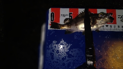 メバリング&アジング